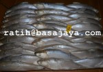 MILKFISH FOR TUNA BAIT