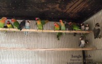 Jungle Birds - Your Trusted Partner for Exotic Birds and Imports/Exports