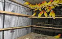 Jungle Birds - Your Trusted Partner for Exotic Birds and Imports/Exports