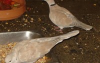 Jungle Birds - Your Trusted Partner for Exotic Birds and Imports/Exports