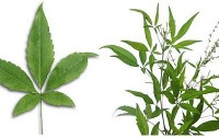 Herbizzone Phytopharmaceutical
