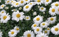 Herbizzone Phytopharmaceutical