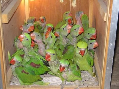 Jungle Birds - Your Trusted Partner for Exotic Birds and Imports/Exports - photo 31