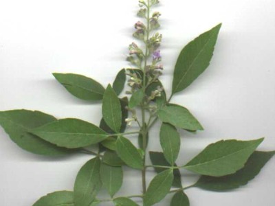 negundu