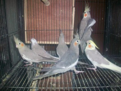 Jungle Birds - Your Trusted Partner for Exotic Birds and Imports/Exports - photo 28