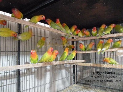 Jungle Birds - Your Trusted Partner for Exotic Birds and Imports/Exports - photo 15
