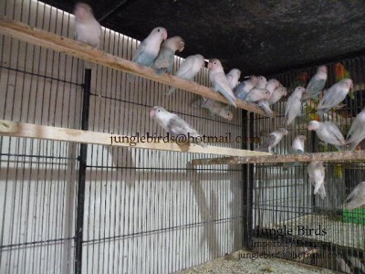 Jungle Birds - Your Trusted Partner for Exotic Birds and Imports/Exports - photo 14