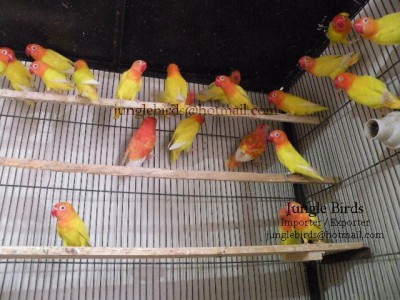 Jungle Birds - Your Trusted Partner for Exotic Birds and Imports/Exports - photo 21