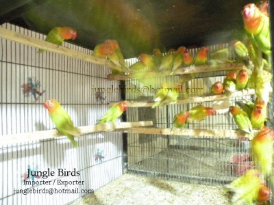 Jungle Birds - Your Trusted Partner for Exotic Birds and Imports/Exports - photo 13
