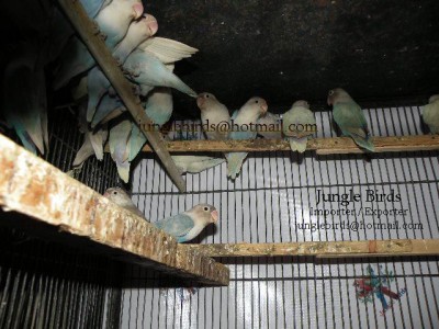 Jungle Birds - Your Trusted Partner for Exotic Birds and Imports/Exports - photo 18