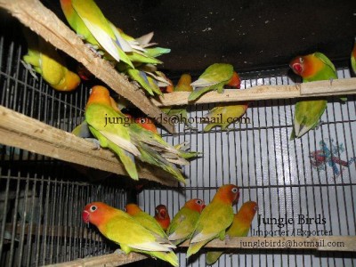 Jungle Birds - Your Trusted Partner for Exotic Birds and Imports/Exports - photo 19