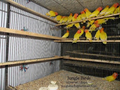 Jungle Birds - Your Trusted Partner for Exotic Birds and Imports/Exports - photo 17