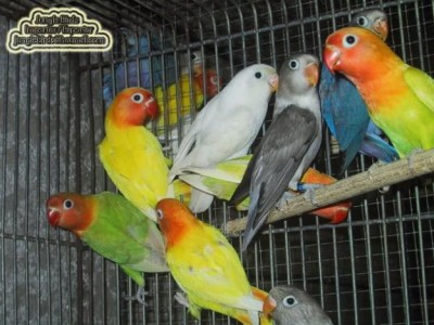 Jungle Birds - Your Trusted Partner for Exotic Birds and Imports/Exports - photo 45