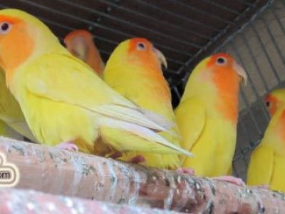 Jungle Birds - Your Trusted Partner for Exotic Birds and Imports/Exports - photo 42
