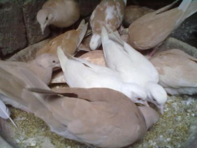 Jungle Birds - Your Trusted Partner for Exotic Birds and Imports/Exports - photo 25