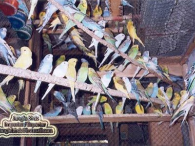 Jungle Birds - Your Trusted Partner for Exotic Birds and Imports/Exports - photo 47
