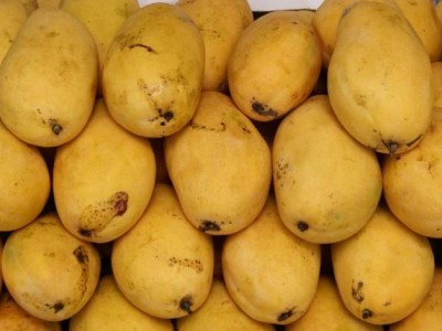 Pakistani Mangoes Sindhri, Chonsa.