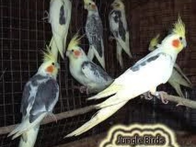 Jungle Birds - Your Trusted Partner for Exotic Birds and Imports/Exports - photo 30
