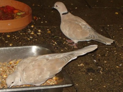 Jungle Birds - Your Trusted Partner for Exotic Birds and Imports/Exports - photo 24