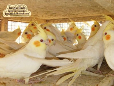 Jungle Birds - Your Trusted Partner for Exotic Birds and Imports/Exports - photo 29