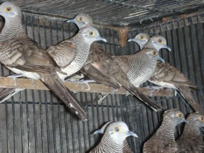 Zebra Dove