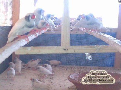 Jungle Birds - Your Trusted Partner for Exotic Birds and Imports/Exports - photo 10