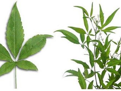 vitex nigundu(lagundi)