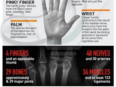 AN INTRODUCTION TO THE HUMAN HAND.