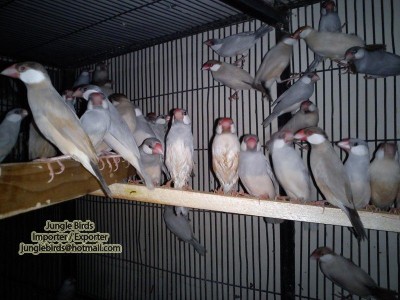 Jungle Birds - Your Trusted Partner for Exotic Birds and Imports/Exports - photo 43