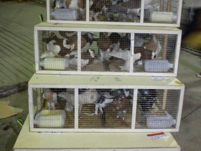 Jungle Birds - Your Trusted Partner for Exotic Birds and Imports/Exports - photo 1