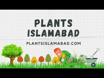 Plants Islamabad - photo 1
