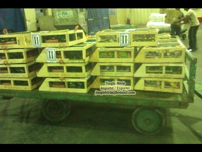 Jungle Birds - Your Trusted Partner for Exotic Birds and Imports/Exports - photo 5