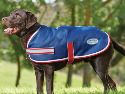 Equestrian Equipments - photo 3