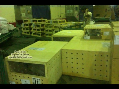 Jungle Birds - Your Trusted Partner for Exotic Birds and Imports/Exports - photo 4