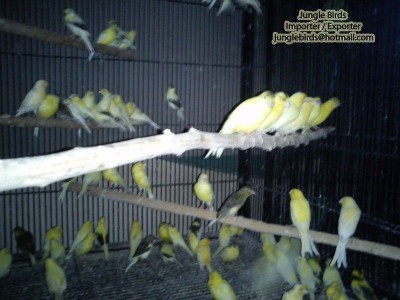 Jungle Birds - Your Trusted Partner for Exotic Birds and Imports/Exports - photo 41
