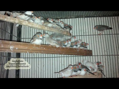 Jungle Birds - Your Trusted Partner for Exotic Birds and Imports/Exports - photo 9