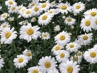 gule baboona . chamomile flower