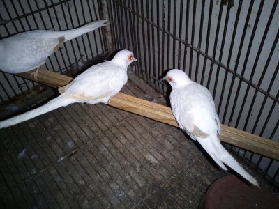 Jungle Birds - Your Trusted Partner for Exotic Birds and Imports/Exports - photo 23