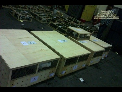 Jungle Birds - Your Trusted Partner for Exotic Birds and Imports/Exports - photo 3