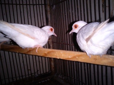 Jungle Birds - Your Trusted Partner for Exotic Birds and Imports/Exports - photo 22