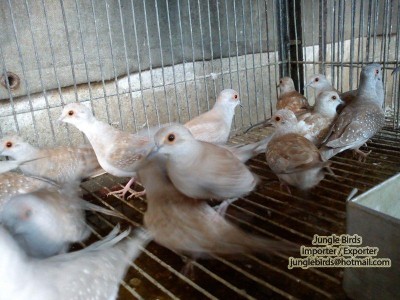 Jungle Birds - Your Trusted Partner for Exotic Birds and Imports/Exports - photo 27