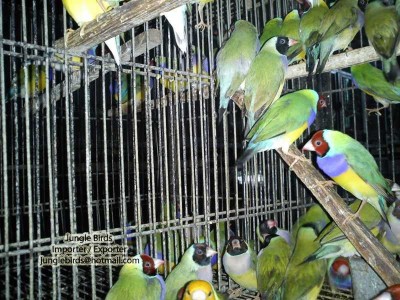 Jungle Birds - Your Trusted Partner for Exotic Birds and Imports/Exports - photo 36