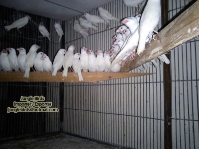 Jungle Birds - Your Trusted Partner for Exotic Birds and Imports/Exports - photo 44