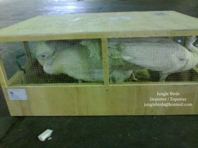 Jungle Birds - Your Trusted Partner for Exotic Birds and Imports/Exports - photo 2