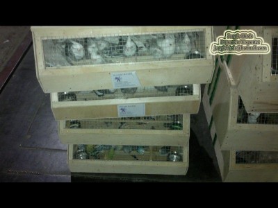Jungle Birds - Your Trusted Partner for Exotic Birds and Imports/Exports - photo 7