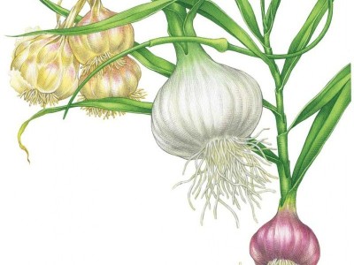 garlic