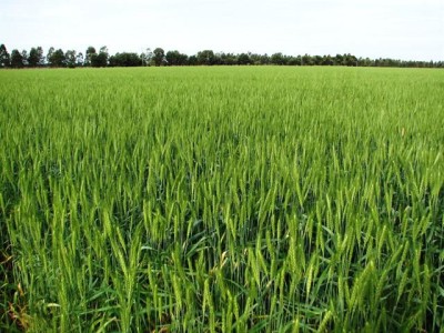 Ghulam Rasool Fertilizer Company - photo 1