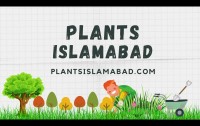 Plants Islamabad